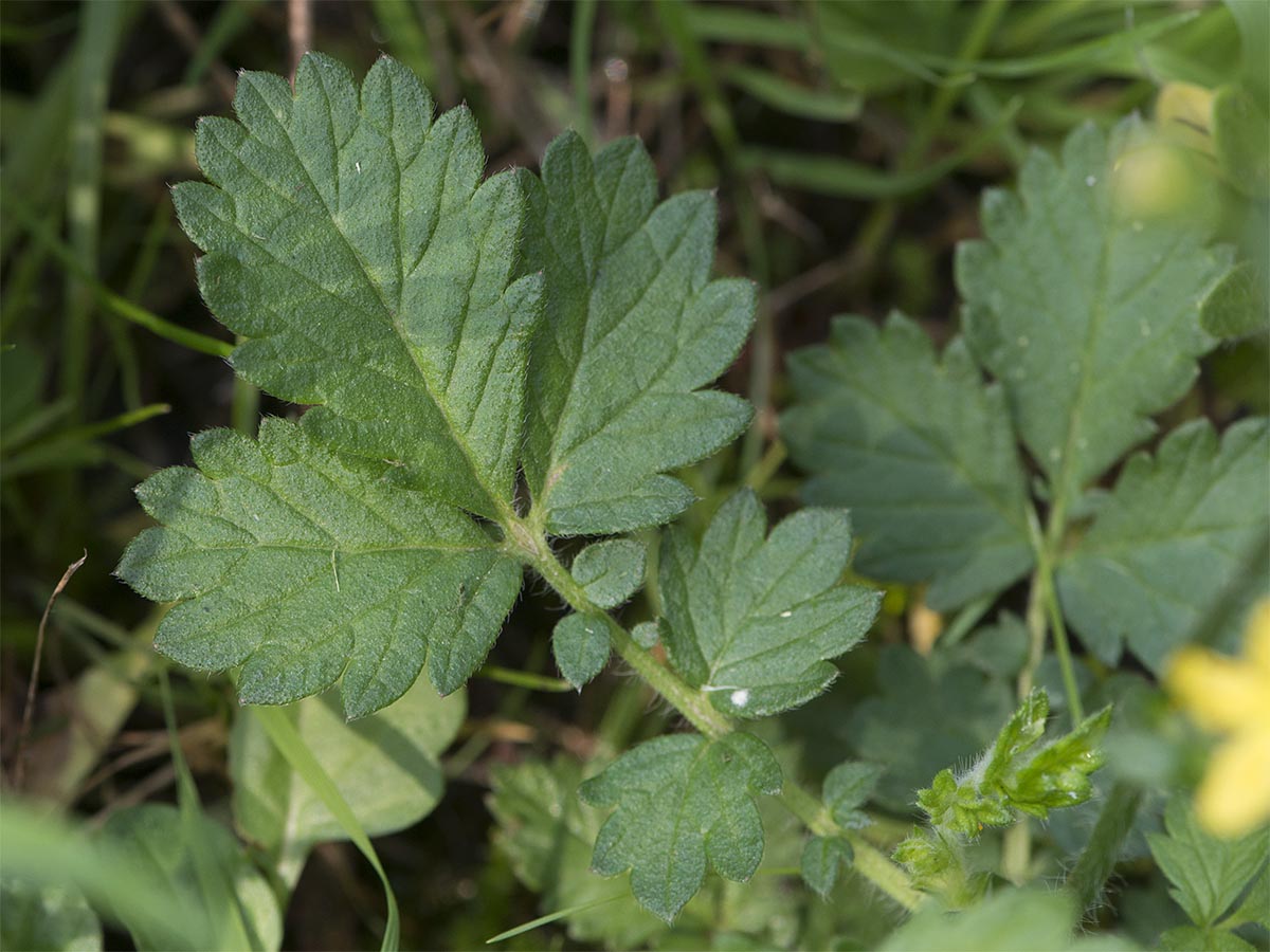 Aremonia agrimonoides